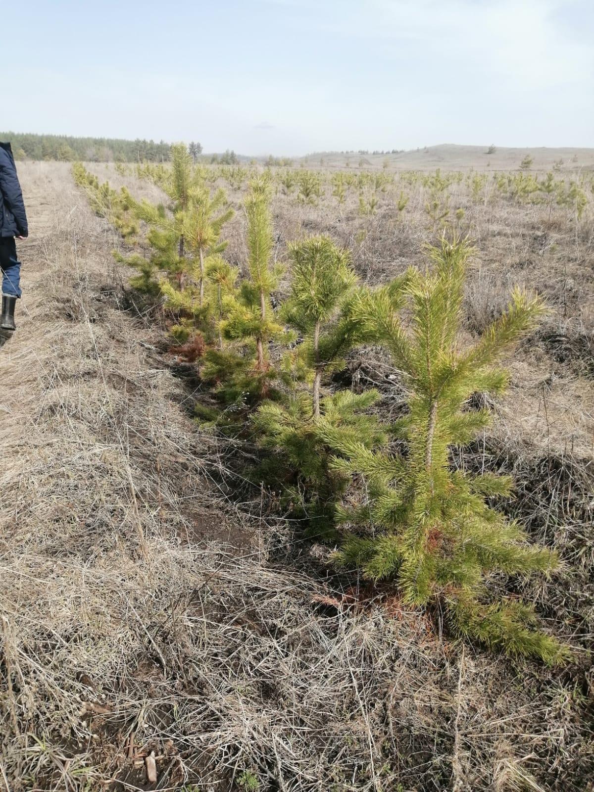 Проведен мониторинг саженцев Леса Победы.