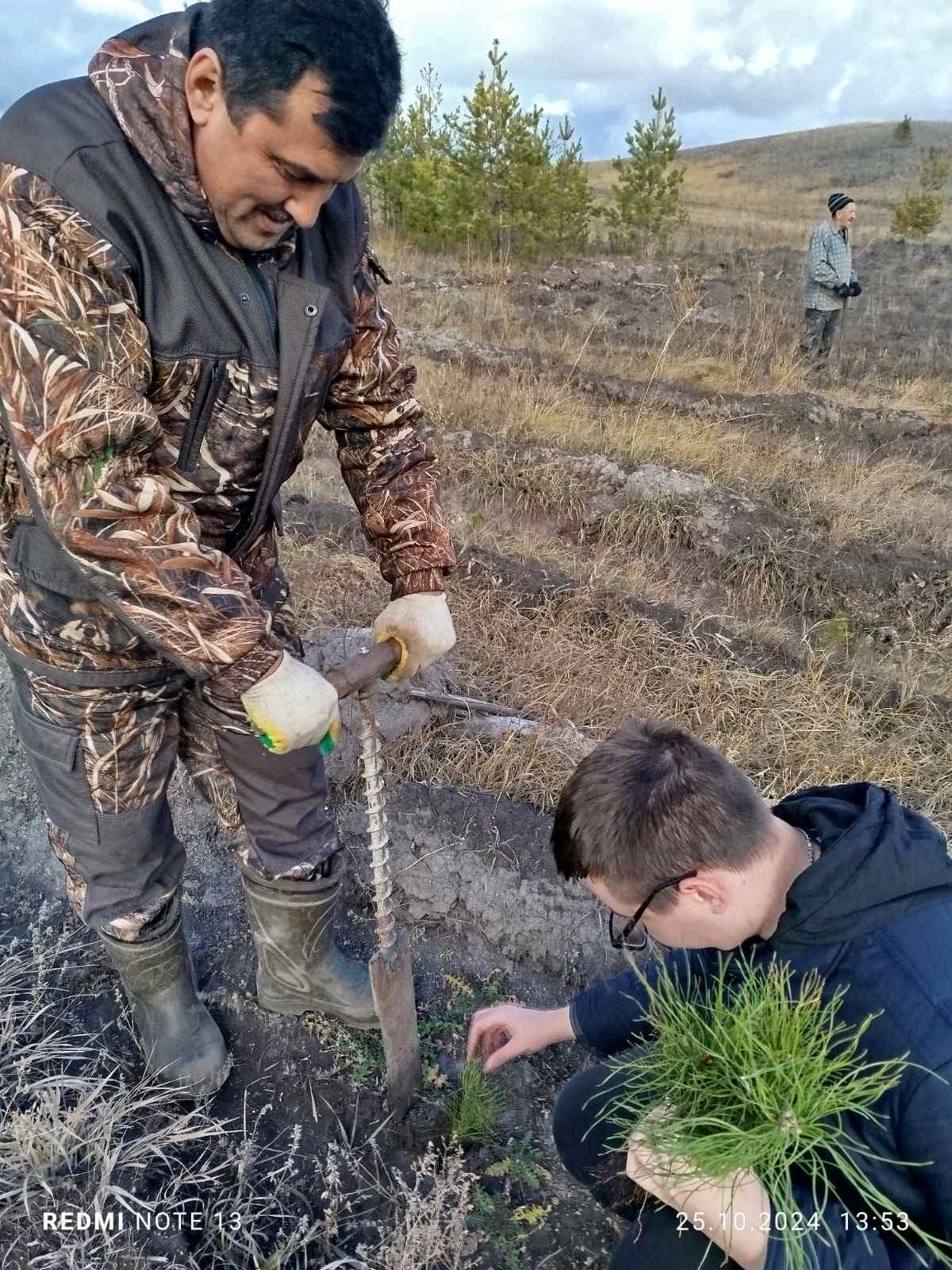 В Радищево идет высадка лесных культур.